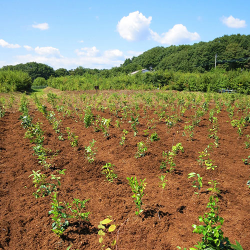 全国植樹祭