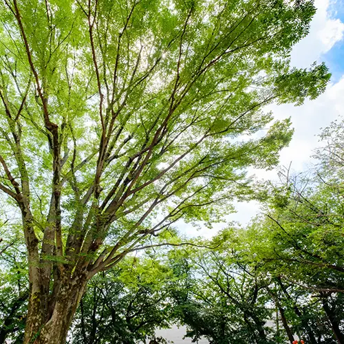 木のおもちゃの素材-ケヤキ