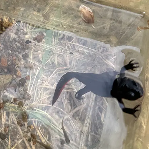 アカハライモリ