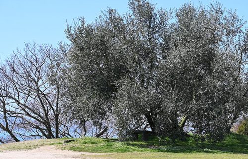 春の陽気と保育園児