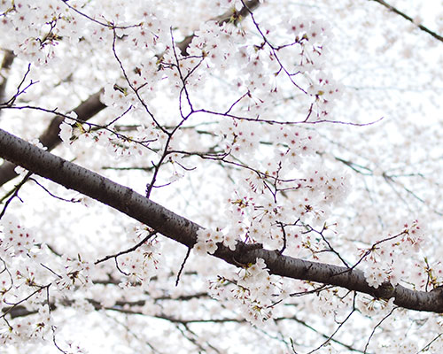 桜