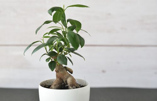 ガジュマルの木