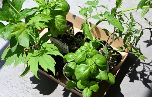 木のおもちゃ屋菜園