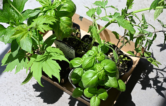 木のおもちゃ屋菜園