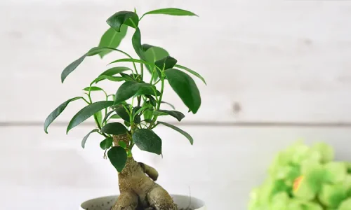 がじゅまるの木