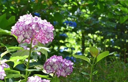 水無月(みなづき)